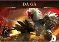 Đào tạo gà chọi đá giải