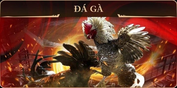 Đào tạo gà chọi đá giải